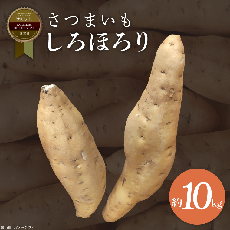 【2025年11月より順次発送】2025年度産 さつまいも しろほろり 約10kg｜さつまいも 芋 お芋 しろほろり 渋谷農園 先行予約 茨城県 行方市(BZ-42)