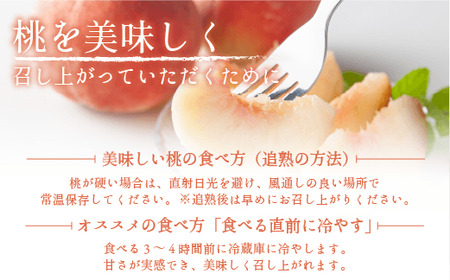 【 2026年 先行予約 】 桃 川中島白桃 5kg 秀品 光センサー選別品 糖度保証 【 予約 果物 くだもの もも モモ フルーツ 旬 長野 信州 川中島 】 沖縄県への配送不可 2026年8月下