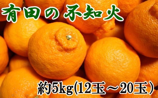 ZD6117n_【2026年先行予約】【濃厚】有田の 不知火 約5kg（12玉～20玉おまかせ）
