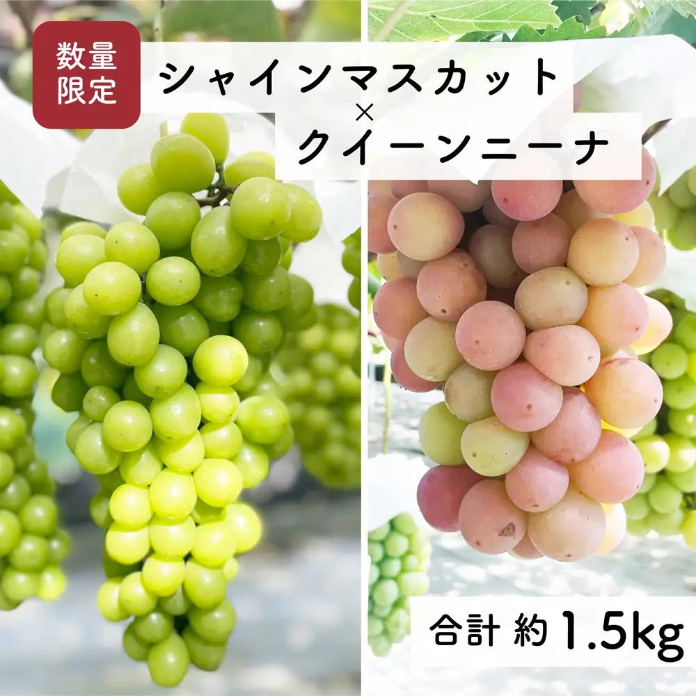 【先行予約・2026年9月】数量限定 食べ比べ！ シャインマスカットとクインニーナのセット 合計約1.5kg 産地直送 農家直送 甘い 大きい 種なし ぶどう 果物