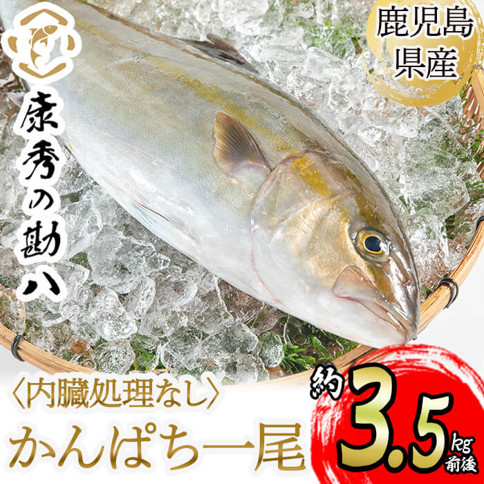 【ふるさと納税】鹿児島県垂水市産康秀の勘八 丸ごと1尾（計3.5kg前後）（内臓処理なし）魚 魚介 海鮮 勘八 カンパチ1尾 刺身 塩焼き フライ ムニエル しゃぶしゃぶ 冷蔵 国産 お祝い 鹿児島産 垂水【株式会社康秀】 c3-7703