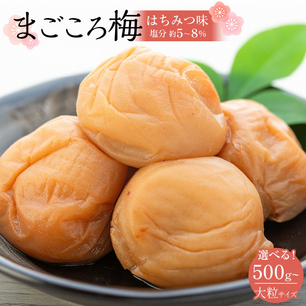 【ふるさと納税】【選べる容量／塩分量】極上 紀州南高梅 まごころ梅 はちみつ 梅干し 3Lサイズ以上 500g～5kg 塩分 約5％ または 約8％ 化粧箱入り | 白浜町 紀州南高梅 はちみつ梅干し 極上品質 人気 おすすめ ご飯のお供 和歌山産 贈答用 ギフト 保存食 ふるさと納税