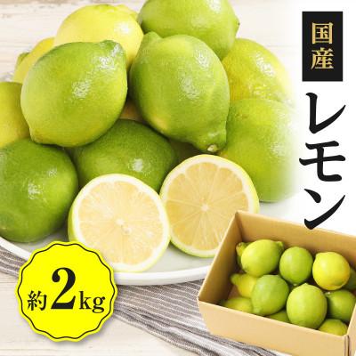 ふるさと納税 高松市 【先行受付2026年】レモン　約2kg