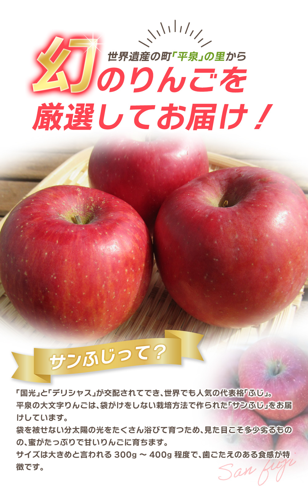【令和6年度分予約受付】大文字りんご園 サンふじ 約3kg (7～10玉) 【2024年12月上旬より順次発送】/ 樹上完熟 りんご リンゴ 林檎 果物 くだもの フルーツ 甘い 旬 産地直送 予約 
