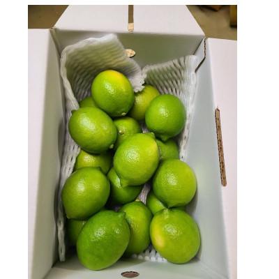 ふるさと納税 伊予市 施設レモン　2kg(S~Mサイズ) |  | 01