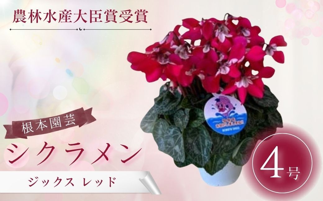 
                  【2026年 先行予約】シクラメン ジックスレッド 4号鉢 | 花 お花 ガーデンシクラメン レッド 赤 4号 花ギフト フラワーギフト 鉢花 鉢植え ギフト プレゼント 贈答 農林水産大臣賞受賞 根本園芸 シクラメン
                
