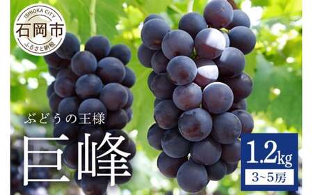 【 2026年 先行予約 】 巨峰 1.2kg ( 種あり ) 鈴木ぶどう園 3房 ～ 4房 ぶどう ブドウ 国産 果物 くだもの 葡萄 フルーツ 1.2キロ 8月 下旬 9月 10月 発送 夏 秋 旬 品種 茨城県産 産地直送 産直 農家直送 冷蔵 茨城県 石岡市 (A07-001)