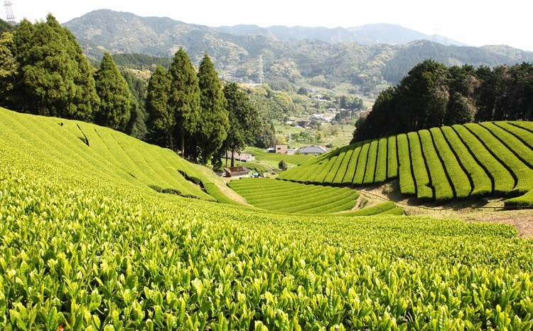 あさつゆ(煎茶)2本入【お茶 香り 深蒸し茶 ブレンド茶 さっぱり 水色(すいしょく) 味わい】 Z2-J002001