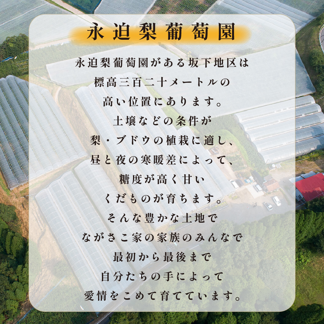 【観光農園直送！】シャインマスカット 2kg程度（3～4房 ぶどう ブドウ マスカット フルーツ 果物）_イメージ3