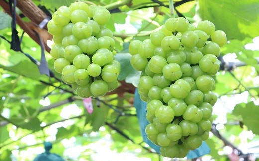 【数量限定】朝どれ！「瀬戸ジャイアンツ1.5kg」◆アダチ観光農園直送の絶品ぶどう◆