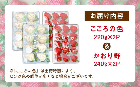 【R8年1月以降発送】こころの色×かおり野 紅白いちごセット  計920g （こころの色220g×2パック、かおり野240g×2パック） 【StrawberryFarm-K】紅白いちご 希少 いちご 