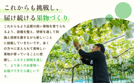 先行予約【2026年8月下旬から2026年9月上旬頃発送】ブドウ 2房 約1kg (1箱)