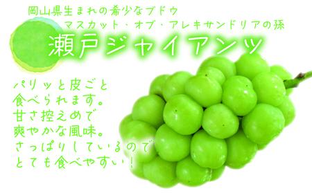 【2616-0449】岡山 花笑み農園『瀬戸ジャイアンツ』1kg(2房) G-1