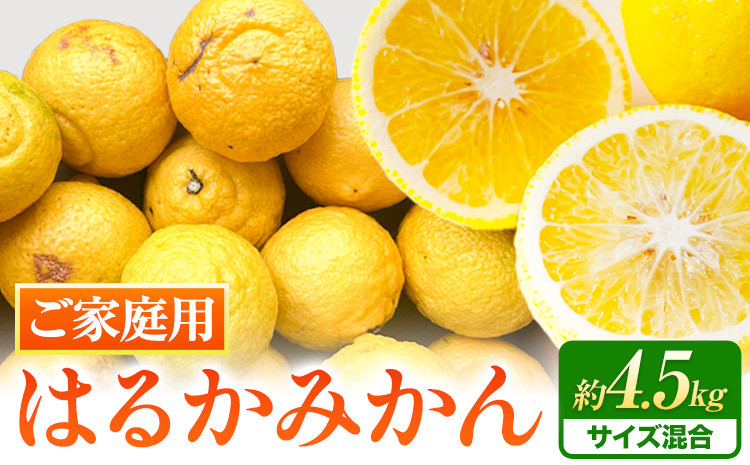 
                  【先行予約】【さわやか柑橘】ご家庭用 和歌山県産 はるかみかん 約4.5kg（サイズ混合） 日高町厳選館 《2027年2月中旬-4月中旬頃出荷》和歌山県 日高町 みかん はるみ 柑橘 フルーツ 果物
                
