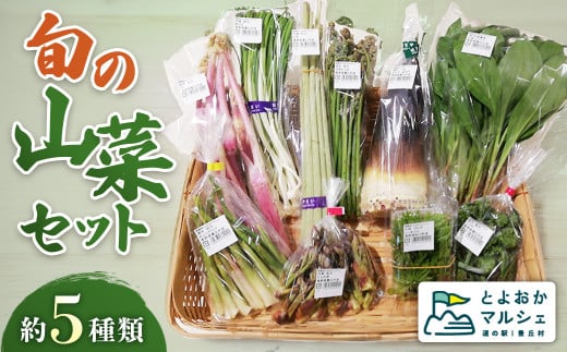 天然物！旬の山菜セット（5種類程度）＜2026年4月以降順次発送開始予定＞【期間限定】【数量限定】