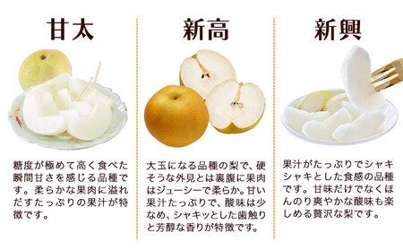 坂村梨園 玉東梨 熊本県玉名郡玉東町 約5kg(5～18玉前後) 梨 なし 果物 旬の梨 《8月中旬-11月上旬頃出荷》｜ブランド梨 人気梨 特産品梨 熊本県梨 玉東町梨 大人気返礼品