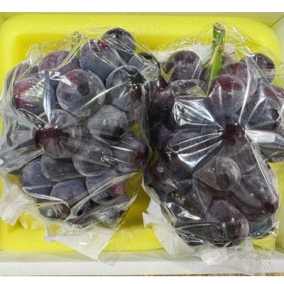 【2026年発送】岡山県産 オーロラブラック 2房 (約1.1kg) 化粧箱入り【配送不可地域：離島】【1710830】