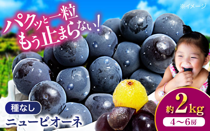 【先行予約】【2026年8月中旬から順次発送】ニューピオーネ 2kg（4から6房）愛媛県大洲市/有限会社ふじブドウ園 果物 くだもの フルーツ 葡萄 ぶどう ピオーネ [AGDB001]