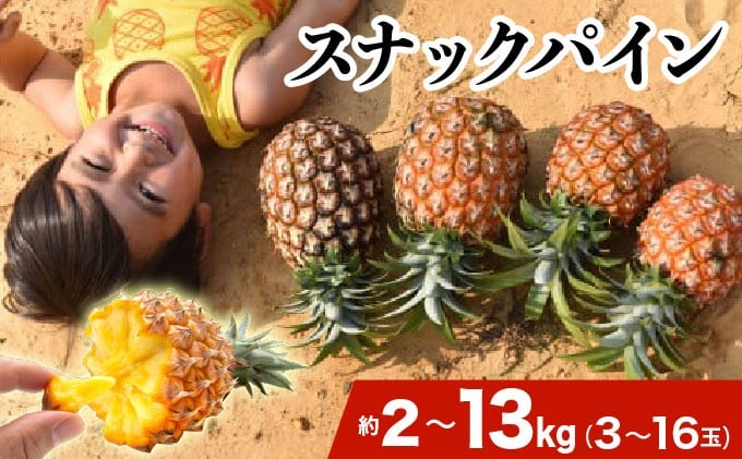 
            ＜選べる容量＞2026年 先行予約 スナックパイン 約2kg〜13kg 　3〜16玉 西表島ひらい農園 パイナップル 果物 フルーツ パイン
          
