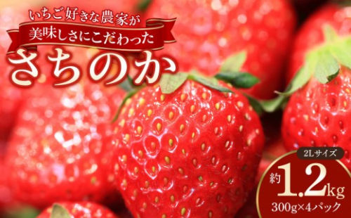 おいしさにこだわった いちご 苺 さちのか 300g × 4パック 合計 1.2kg 2L サイズ 江川農園