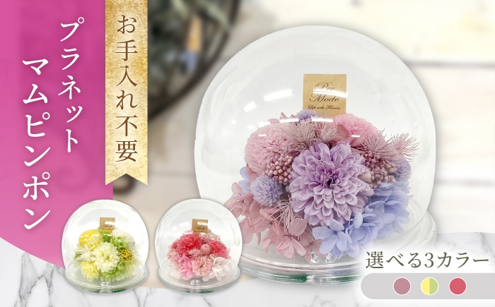 
                  プラネットマムピンポン プリザーブドフラワー アレンジメント お花ギフト / 大村市 サニーサイドファクトリー [ACCK043]
                