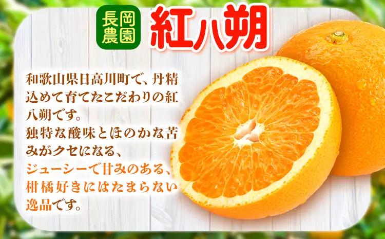 はっさく 紅八朔 約4kg