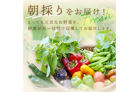 【年4回定期便】＜てんとうむしばたけ＞オーガニック野菜セット　有機野菜11～12種(4人用)