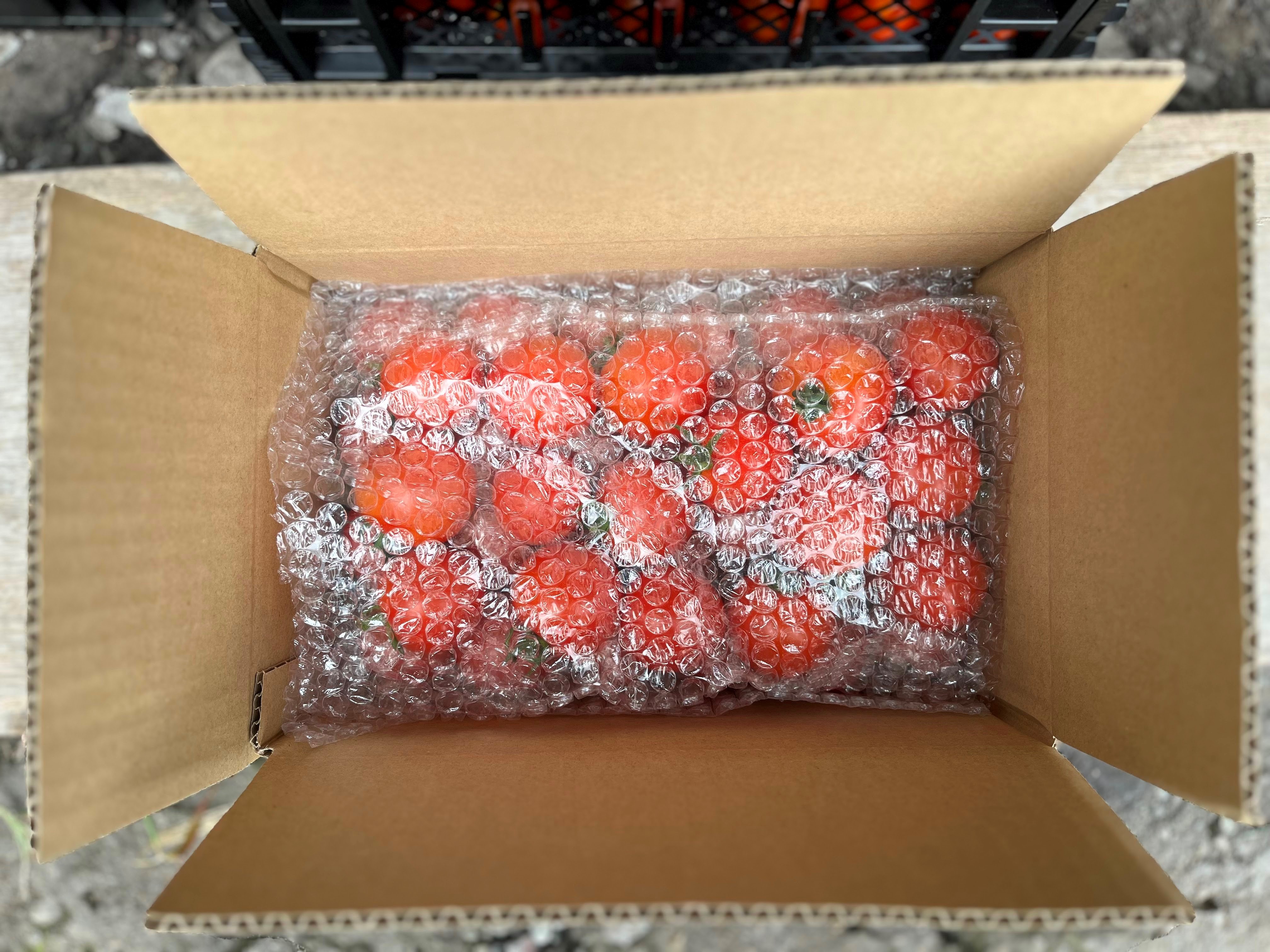 【2026年予約】極旨トマトクール便 北海道壮瞥町産 ラビットゴッホ1.5kg 中玉トマト SBTAJ002