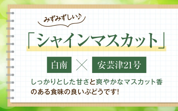 フルーツ 果物 くだもの 食品 人気 おすすめ 送料無料 シャインマスカット マスカット ますかっと 葡萄 ぶどう ブドウ