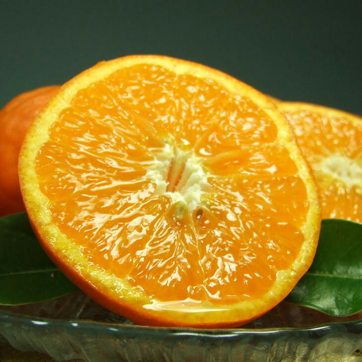 【ふるさと納税】セミノールオレンジ 約5kg 湯浅町田村産 春みかん （果実サイズおまかせ）/ 紀伊国屋文左衛門本舗