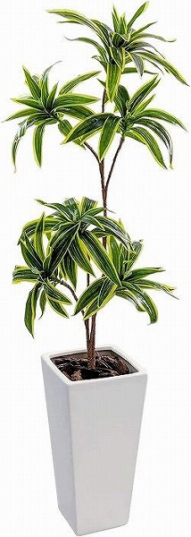 人工観葉植物　ソングオブインディア　白陶器鉢付き　