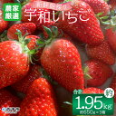 【ふるさと納税】＜農家厳選 新鮮朝採り宇和いちご（約650g×3箱）＞ イチゴ 苺 果物 フルーツ くだもの ストロベリー かおりの かおり野 直送 かんちゃん農園 愛媛県 西予市【冷蔵】『2025年2月下旬～5月末迄に順次出荷予定』