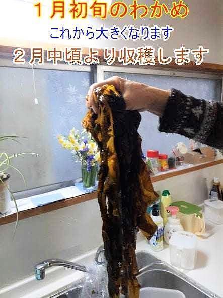 紀州衣奈産乾燥わかめ 150g×5パック（2025年産）【SL13】
