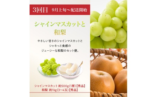 ≪先行受付≫8種のフルーツ詰合せセット★スペシャル便【定期便全４回】