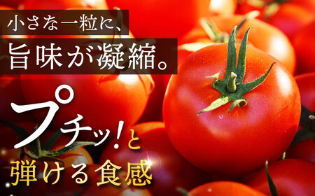 【期間限定】松本さんの極上 ミニトマト 約1kg トマト ミニ トマト プチ トマト 極上 とまと 人気 ミニとまと [DBR001] ＜小値賀町＞ 長崎県 五島列島 [DBR001]