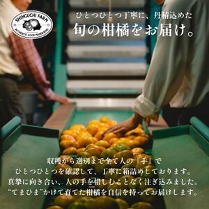 愛媛みかんの老舗厳選 【媛小春 2kg】【希少柑橘】『黄色いのに驚きの甘さ』新口農園【C70-60】【1592106】