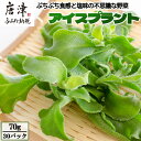 【ふるさと納税】アイスプラント(70g×30パック)ぷちぷち食感 塩味 野菜 天ぷら 生春巻き サラダ スープ しゃぶしゃぶ 炒め物 おひたし