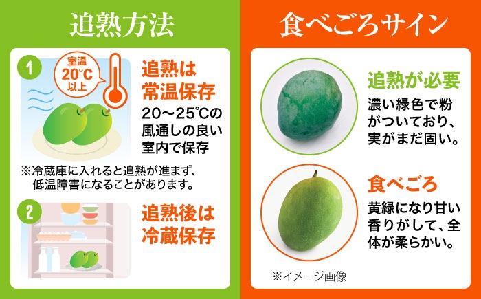 キーツマンゴー マンゴー まんごー 芒果 Mango mango 果物 フルーツ 果実 完熟 国産 特産品 季節限定 数量限定