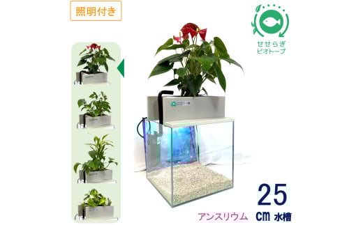 せせらぎビオトープ　25cm型基本+照明セット（アンスリウム）