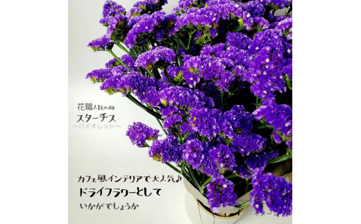 
            生花《スターチス》 花職人Ikeda（バイオレット）
          