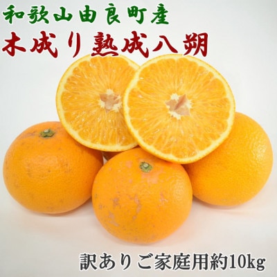 【産直】和歌山県由良町産の木成り熟成八朔約10kg(サイズ混合・訳ありご家庭用)(上富田町)