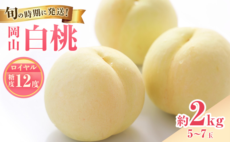 【2027年先行受付】 白桃 特秀 ロイヤル 大玉 約2kg(5～7玉) 岡山県産 桃 もも モモ 御中元 ギフト 御礼 プレゼント 御礼 御祝 御供 果物 くだもの フルーツ