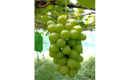 シャインマスカット　２～４房　合計１.４ｋｇ以上　0142-2608