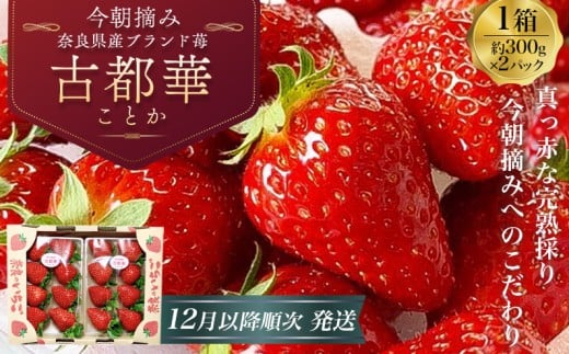 【いちご 苺  古都華】（冷蔵） 古都華 600g (300g×2) 【2025年12月以降順次発送】／ いちご 丸笑いちご園 今朝摘み フルーツ 苺 イチゴ 果物 新鮮 完熟 朝採り 高級 甘い 奈良県 葛城市【maru001A】