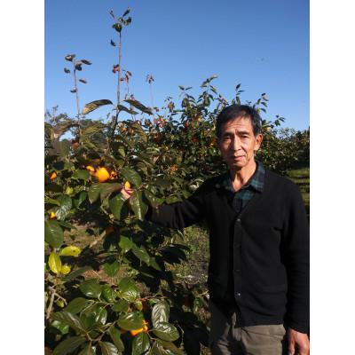 ふるさと納税 かすみがうら市 柿の中の柿、最も古くから愛されている美味しい富有柿　約3.5kg(10〜12個)