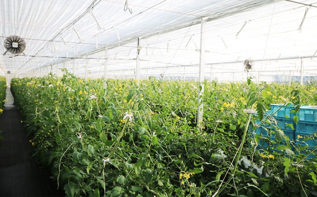 ヤシ殻培地を使った独自の溶液栽培で、水分・日射・肥料濃度を徹底管理。