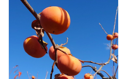 
            4.富有柿（贈答品）【辰誠園】
          