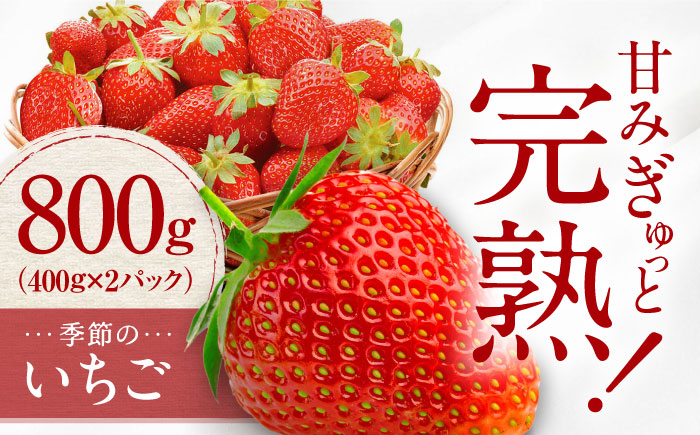 【先行予約】季節のイチゴ詰め合わせ 400g×2パック ＜2026年4月下旬以降発送＞ ／ いちご イチゴ 苺 果物 フルーツ 国産 産地直送 農家直送 四国 愛媛県 内子町 【周年観光農園エコファームうちこ】 [BKBW002]