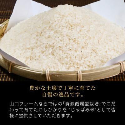 ふるさと納税 関川村 ふっくら食感!関川村産コシヒカリ6kg(3kg×2) 丁寧に育てた贅沢米 [山口ファーム] |  | 01
