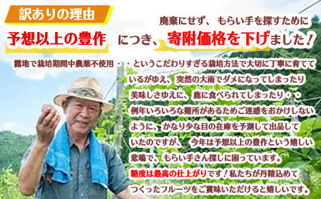 【訳あり】【緊急支援】【寄付金額改定】数量限定 糖度18度 パッションフルーツ果実 10個入り 国産 くだもの 果実 果肉 ビタミンC カリウム 食物繊維 栄養豊富 栄養満点 甘味 酸味 甘い 旬のフ